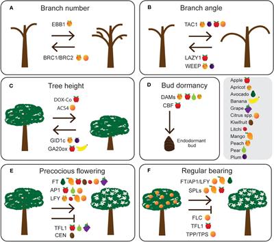Advancing tree genomics to future proof next generation orchard production